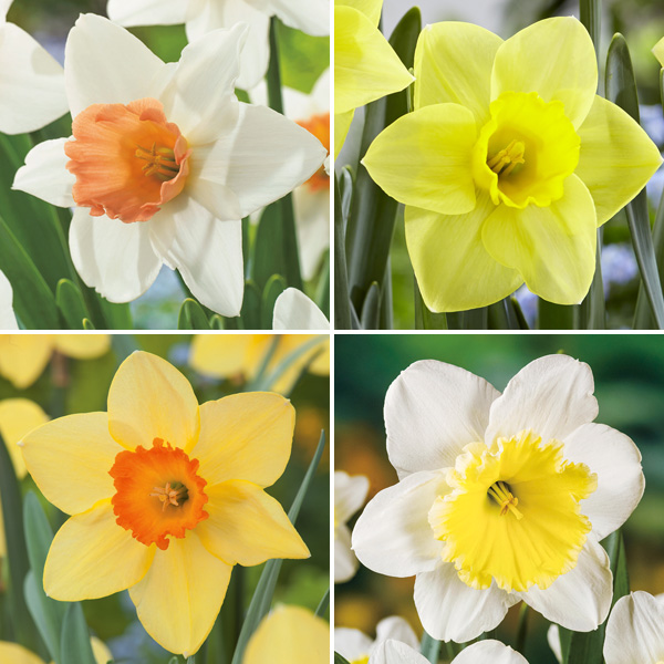 Daffodil Garden Collection 1 Pre-Order (15 Bulbs) Daffodil Garden Collection 1 Pre-Order (15 Bulbs)