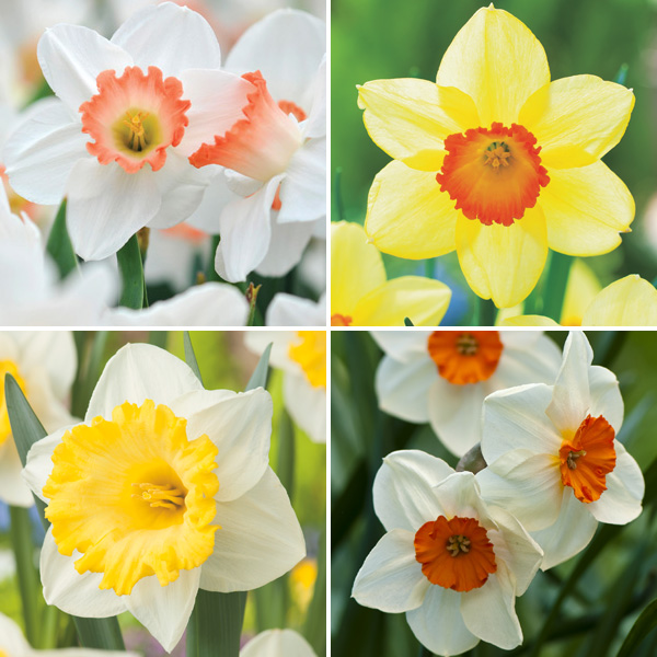 Daffodil Garden Collection 2 Pre-Order (14 Bulbs) Daffodil Garden Collection 2 Pre-Order (14 Bulbs)