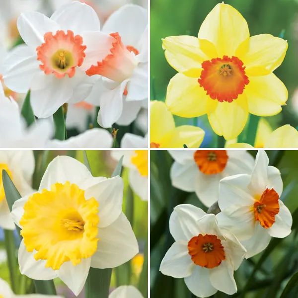 Daffodil Garden Collection 2 Pre-Order (14 Bulbs)