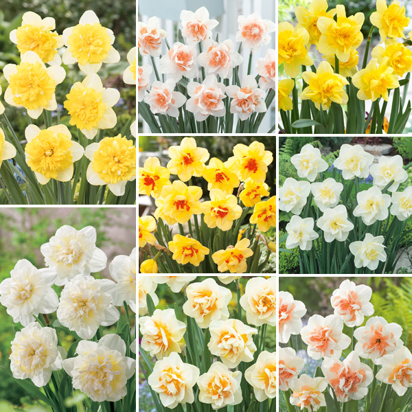 Daffodil Ultimate Double Collection Pre-Order X 24 Bulbs Daffodil Ultimate Double Collection Pre-Order X 24 Bulbs
