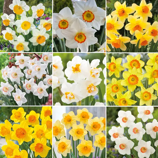 Daffodil Ultimate Garden Collection Pre-Order X 32 Bulbs