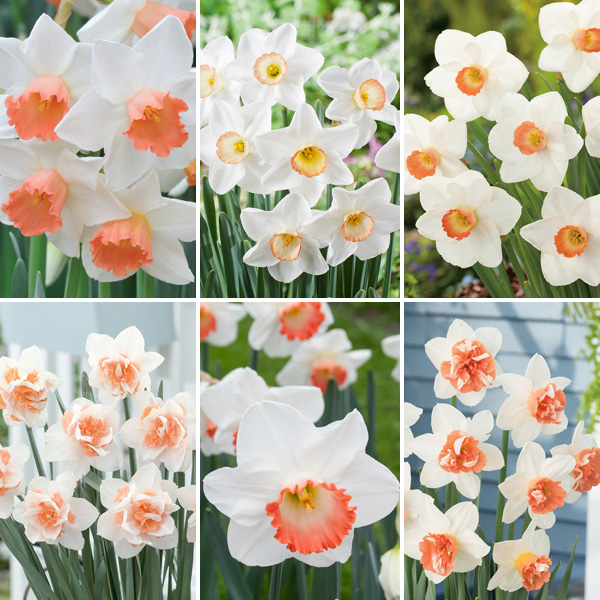 Daffodil Ultimate Pink Collection Pre-Order X 18 Bulbs