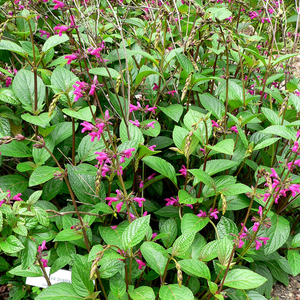 Salvia Chiapensis Salvia Chiapensis