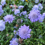 Scabiosa Mauve Pincushion Flower Scabiosa Mauve Pincushion Flower