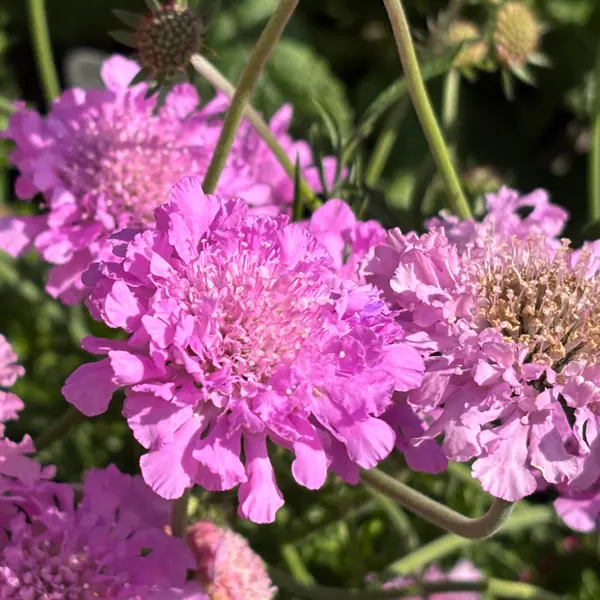 Scabiosa Pink Pincushion Flower Scabiosa Pink Pincushion Flower