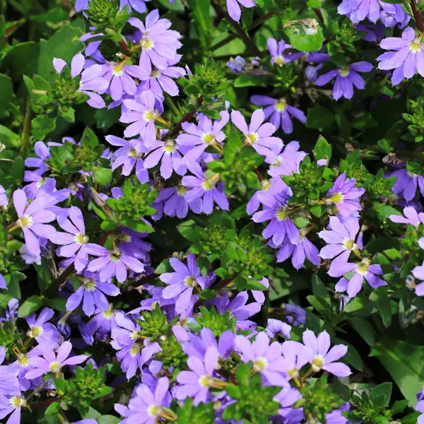 Scaevola Mauve Clusters 50mm Scaevola Mauve Clusters 50mm