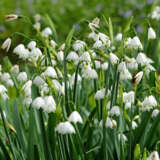 Snowflakes Pksnowfl 2025 - Garden Express Australia