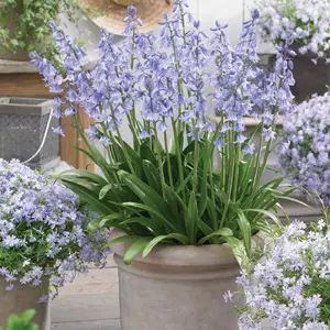 Spanish Bells Blue – Pre-Order Spanish Bells Blue – Pre-Order