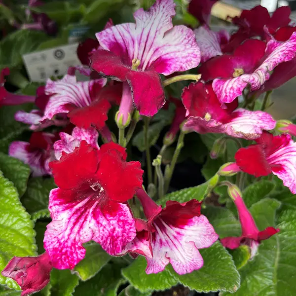 Streptocarpus Ladyslippers Red Bicolour Streptocarpus Ladyslippers Red Bicolour