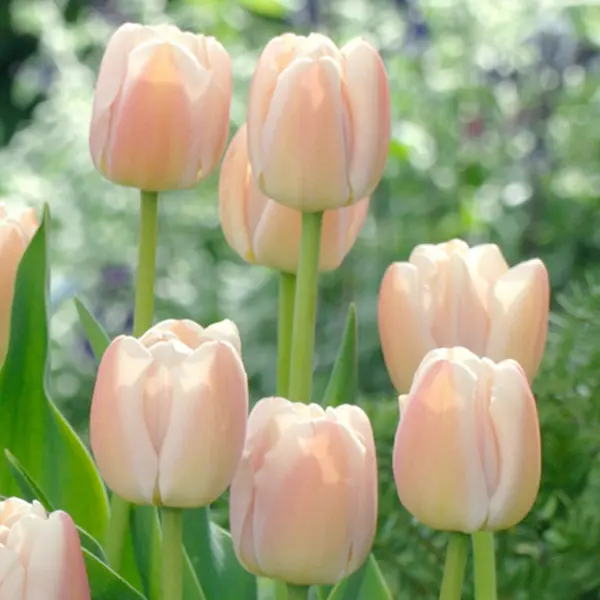 Tulip Apricot Pride Tulip Apricot Pride