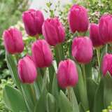 Tulip Barcelona – Pre-Order Tulip Barcelona – Pre-Order
