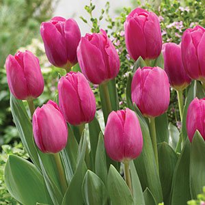 Tulip Barcelona – Pre-Order Tulip Barcelona – Pre-Order