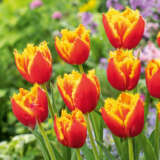 Tulip Davenport Tulip Davenport