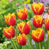 Tulip Davenport 4 Pktuldav - Garden Express Australia