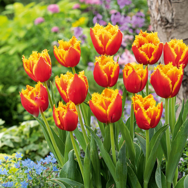 Tulip Davenport Tulip Davenport