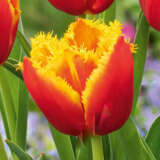 Tulip Davenport Tulip Davenport