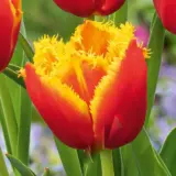 Tulip Davenport Tulip Davenport