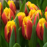 Tulip Davenport Tulip Davenport