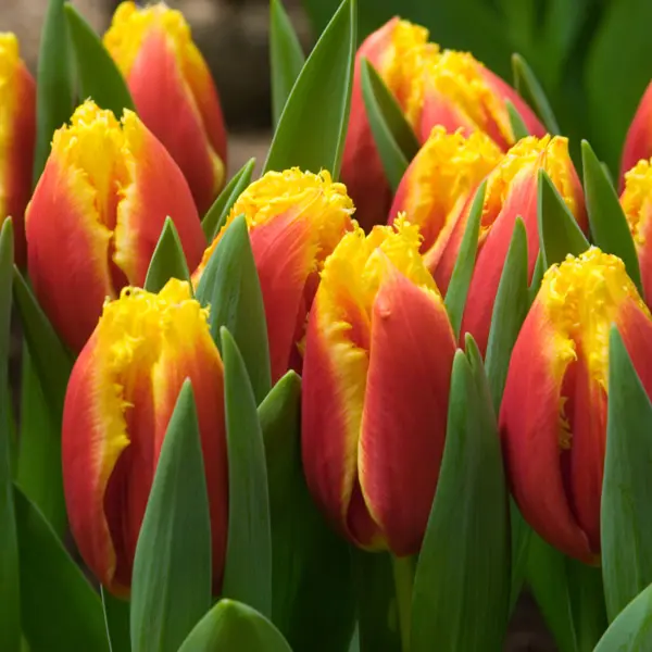 Tulip Davenport Tulip Davenport