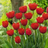 Tulip Ile De France – Pre-Order Tulip Ile De France – Pre-Order