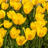 Tulip Jan Van Nes Tulip Jan Van Nes