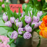 Tulip Katinka 2 Pktulkat - Garden Express Australia