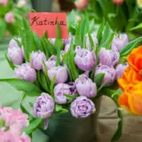 Tulip Katinka 2 Pktulkat - Garden Express Australia