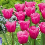 Tulip Purple Raven Pktulpra 2026 - Garden Express Australia