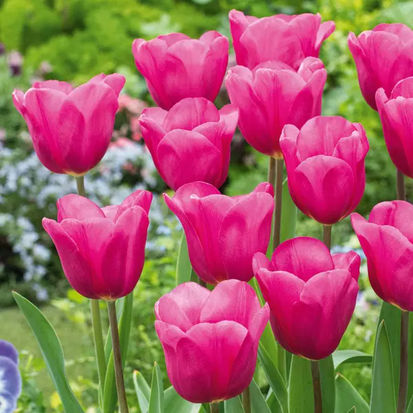 Tulip Purple Raven Tulip Purple Raven