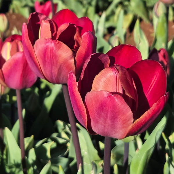 Tulip Ridgedale Tulip Ridgedale