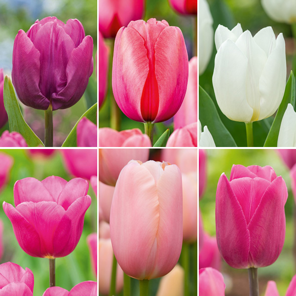 Tulip Spring Blush Collection Tulip Spring Blush Collection