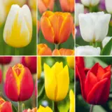 Tulip Sunset Serenade Coll Coltulsse 2026 - Garden Express Australia