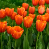 Tulip Triple A Tulip Triple A