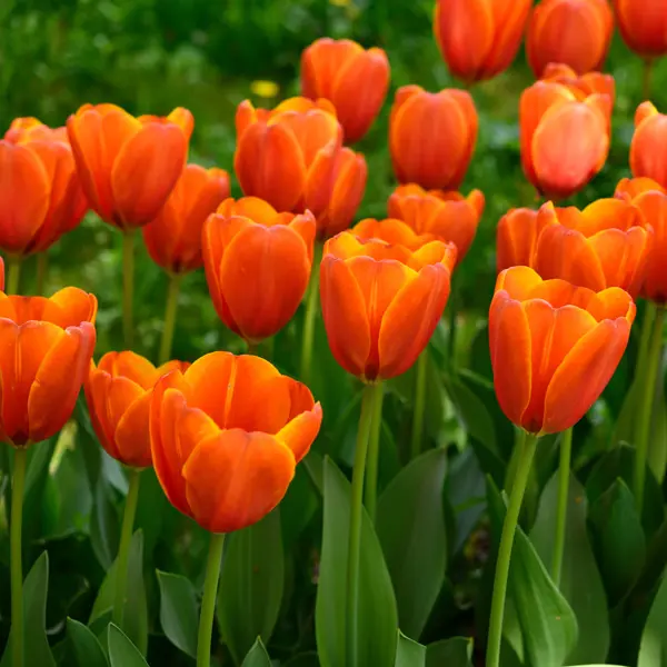 Tulip Triple A Tulip Triple A
