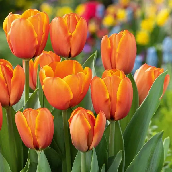 Tulip Triple A Tulip Triple A