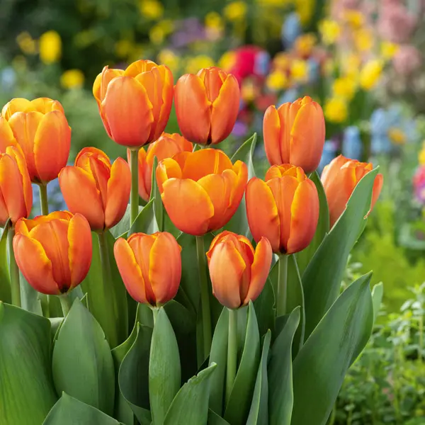 Tulip Triple A Tulip Triple A