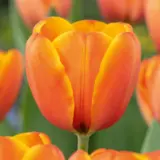 Tulip Triple A Tulip Triple A