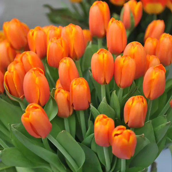 Tulip Triple A Tulip Triple A