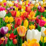 Tulip Triumph Mixed – Pre-Order Tulip Triumph Mixed – Pre-Order