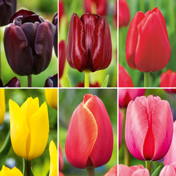Tulip Twilight Flame Collection