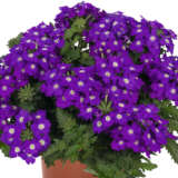 Verbena Lindolena Blue Charme