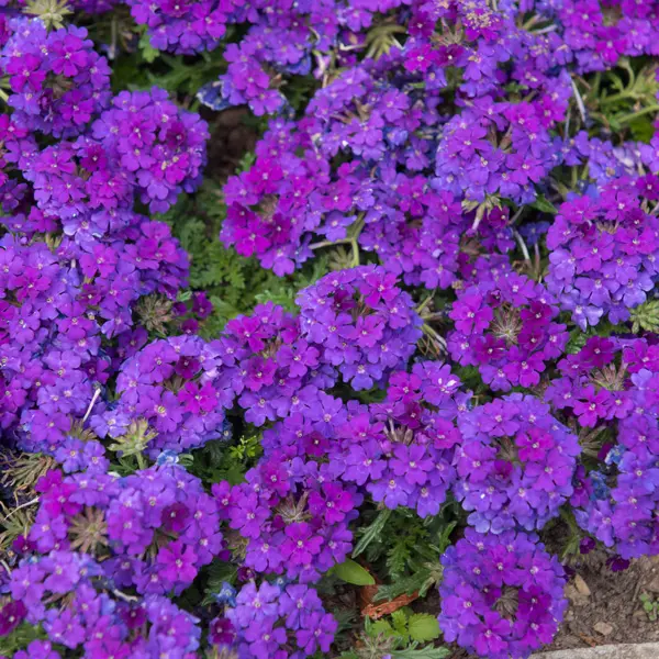 Verbena Vepita Violet Verbena Vepita Violet