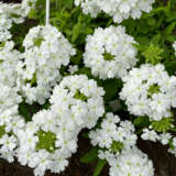 Verbena Vepita White Verbena Vepita White