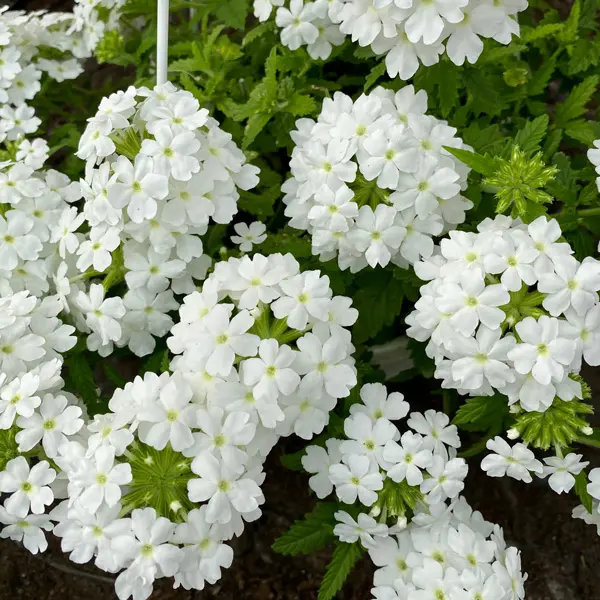 Verbena Vepita White Verbena Vepita White