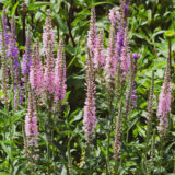 Veronica Spicata Pink P68verpnk - Garden Express Australia