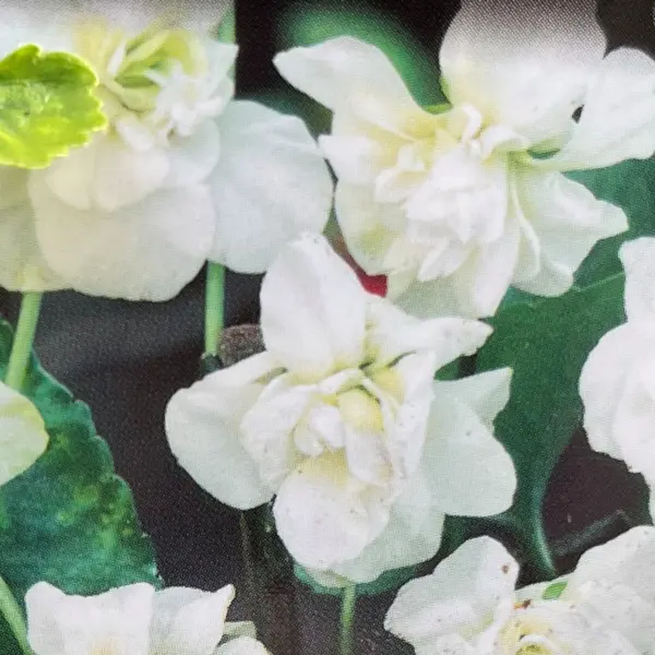 Viola Parma Double White Viola Parma Double White