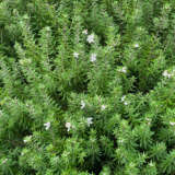 Westringia Zena Westringia Zena