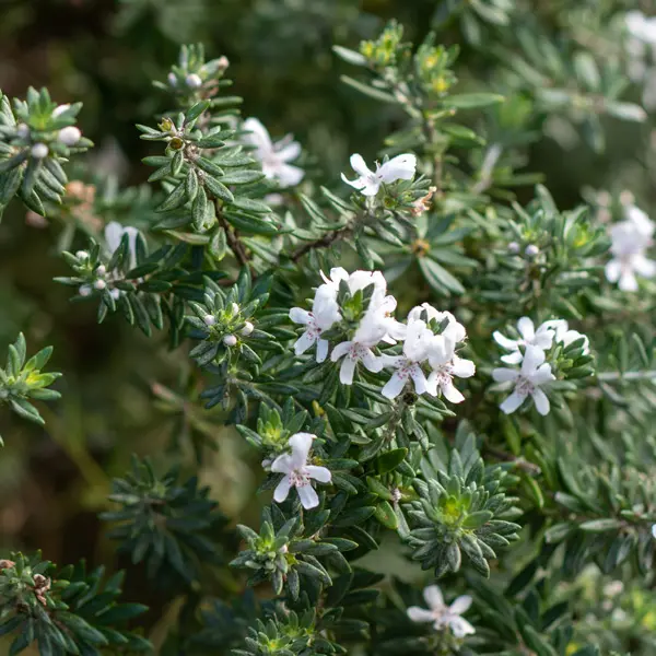 Westringia Zena Westringia Zena