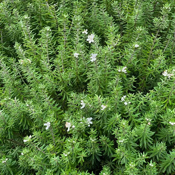 Westringia Zena Westringia Zena
