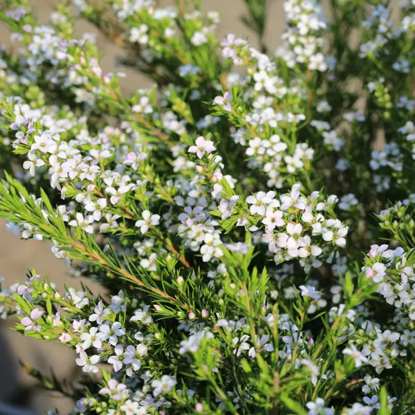 Starter Pack – White Diosma Starter Pack – White Diosma